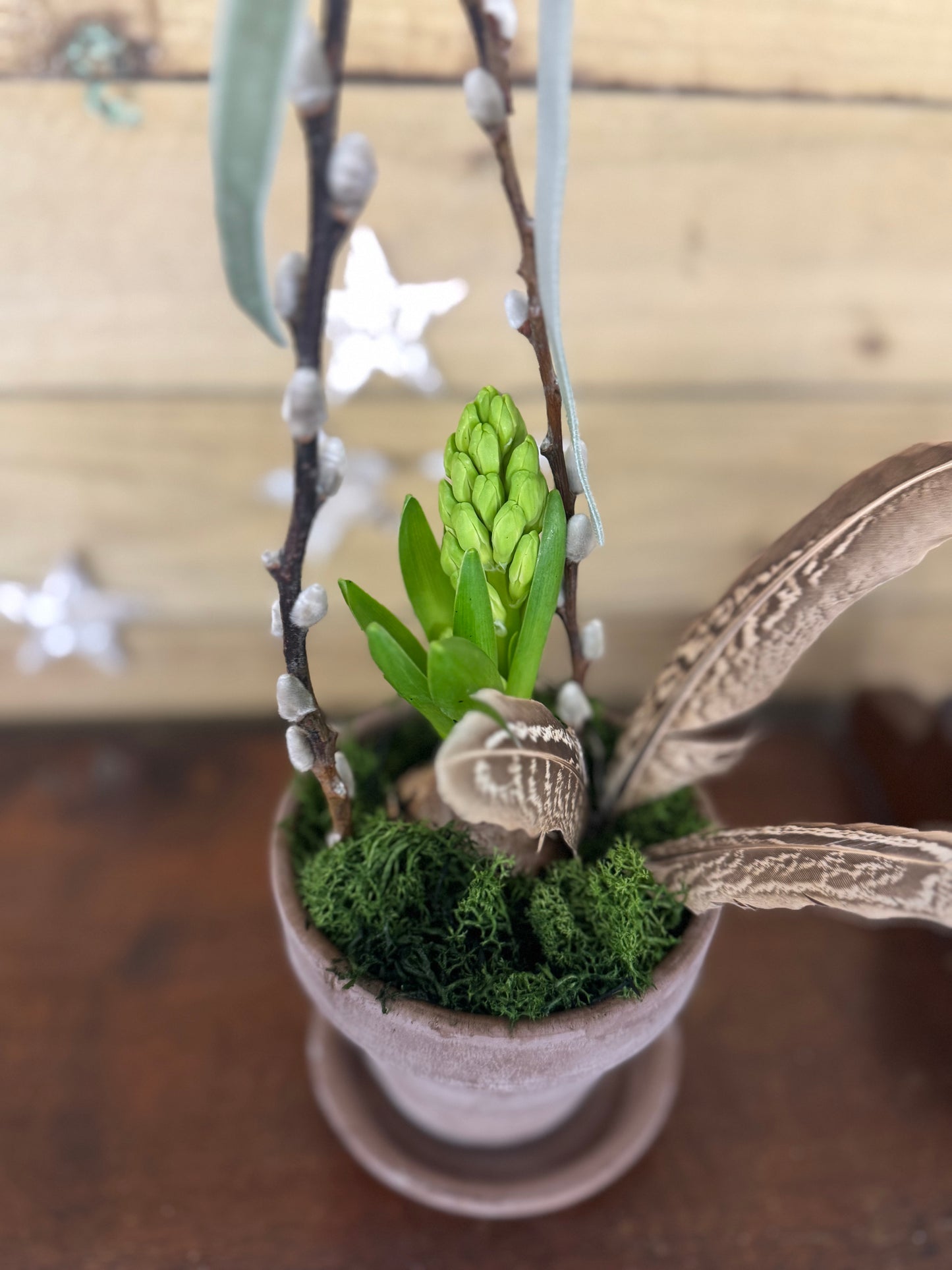 Hyacinth spring bulb terracotta pot