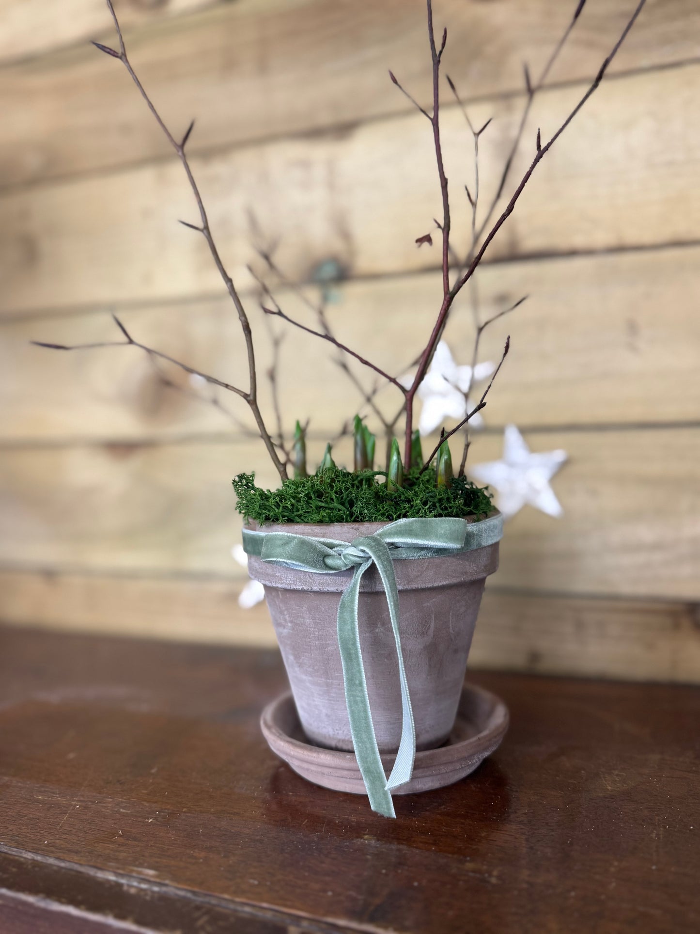 Muscari Spring bulb terracotta pot