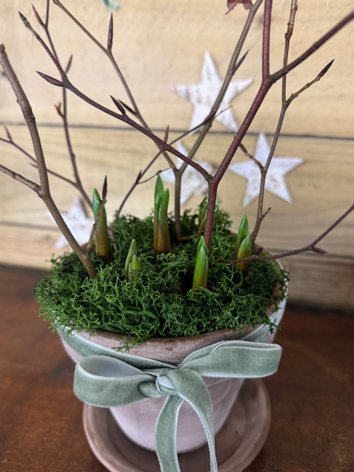 Muscari Spring bulb terracotta pot