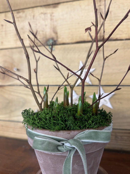 Muscari Spring bulb terracotta pot