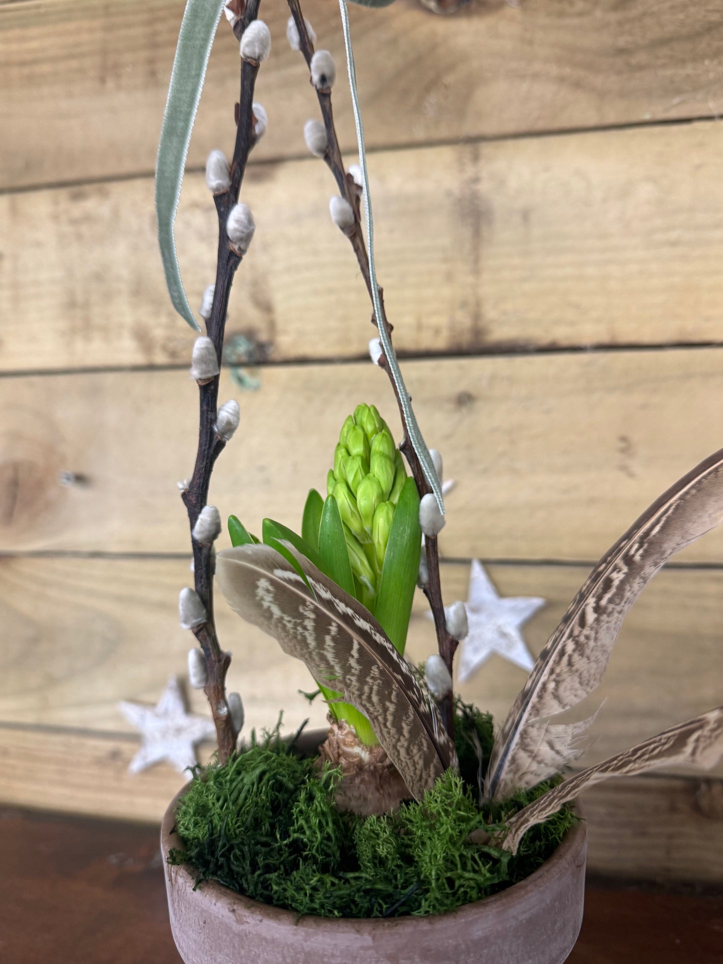 Hyacinth spring bulb terracotta pot