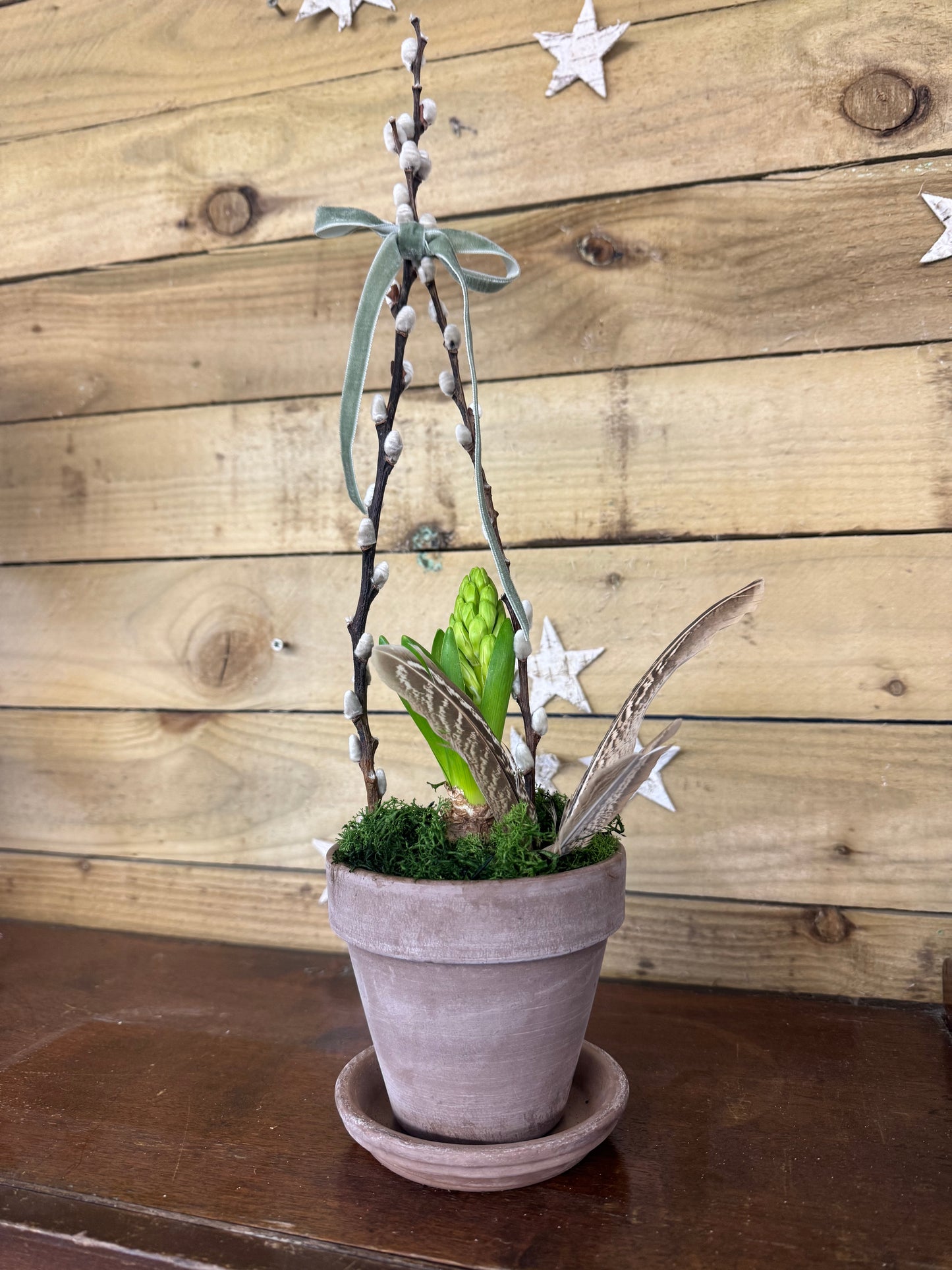 Hyacinth spring bulb terracotta pot