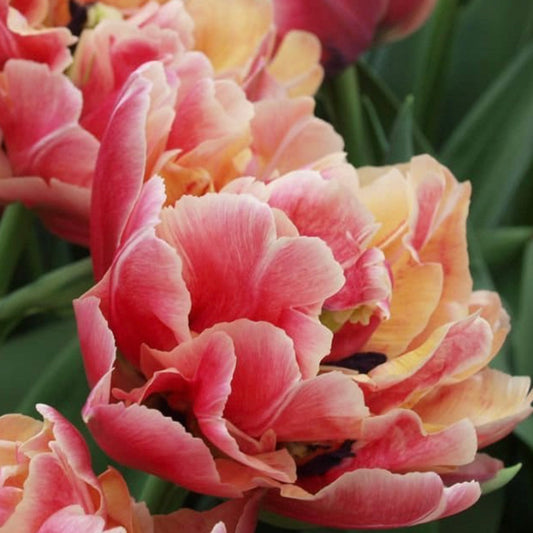 Tulip Wraps - Peach/Pink colour mix
