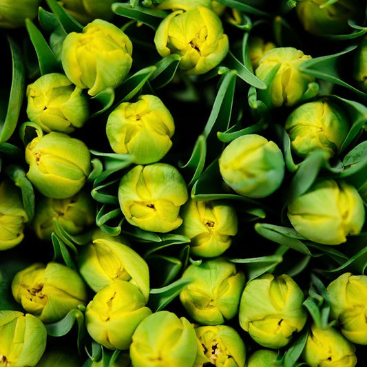 Easter Tulip Wraps - Yellow/white colour mix